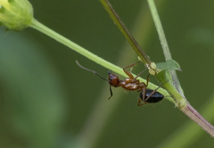 Camponotus floridanus