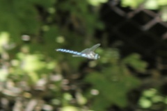 Rhionaeschna multicolor