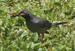 Turdus plumbeus