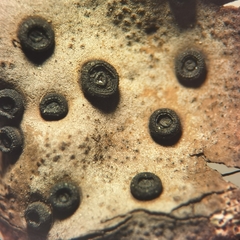 Umbilicaria crustulosa