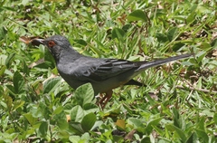 Turdus plumbeus