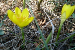Sternbergia lutea