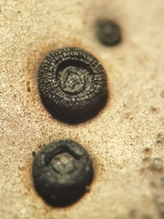 Umbilicaria crustulosa