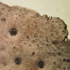 Umbilicaria crustulosa