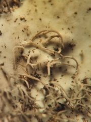 Umbilicaria crustulosa