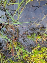 Utricularia purpurea