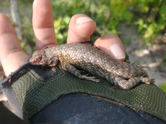 Sceloporus hunsakeri