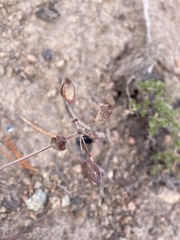 Lomatium cuspidatum