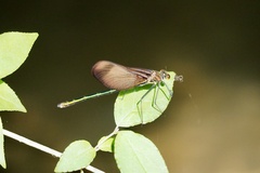 Calopteryx cornelia