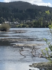 Chroicocephalus maculipennis