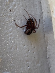 Steatoda grossa