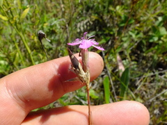 Dianthus borbasii