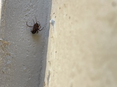 Steatoda grossa