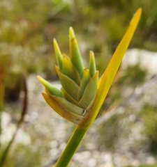 Bobartia