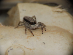 Menemerus taeniatus