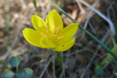 Sternbergia lutea
