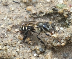 Apis andreniformis