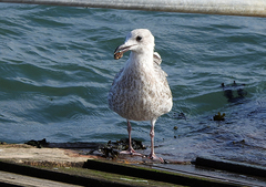 Larus argentatus