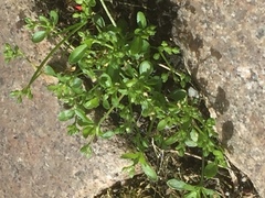 Polycarpon tetraphyllum