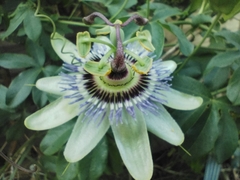 Passiflora caerulea