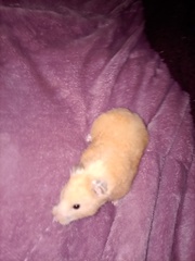 Mesocricetus auratus