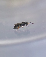 Pteromalidae