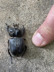Phileurus