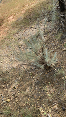 Artemisia filifolia