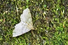 Xerodes rufescentaria