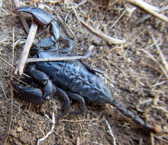 Opisthacanthus validus