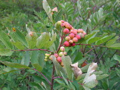 Sorbus sitchensis