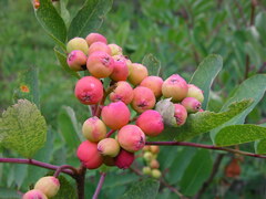 Sorbus sitchensis