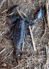 Opisthacanthus validus