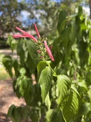 Dianthera