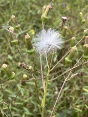 Erechtites hieraciifolius