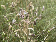 Erechtites hieraciifolius