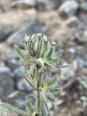 Oreocarya thompsonii