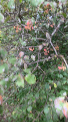 Viburnum prunifolium