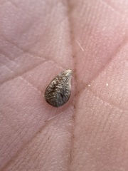 Oreocarya thompsonii