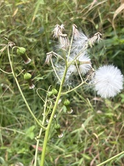 Erechtites hieraciifolius