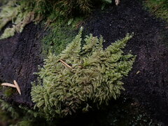 Hypnum circinale