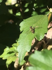 Toxomerus occidentalis