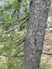 Larix lyallii