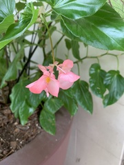 Begonia