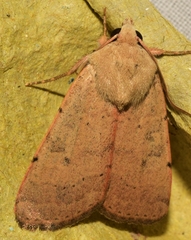 Xestia kermesina