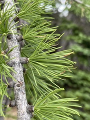Larix lyallii