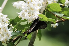 Papilio demetrius demetrius