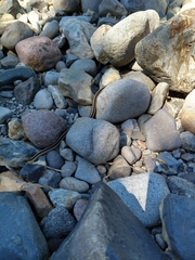 Thamnophis elegans elegans