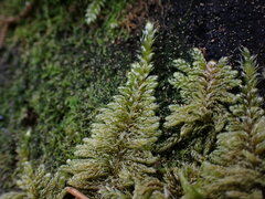 Hypnum circinale