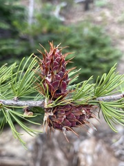 Larix lyallii